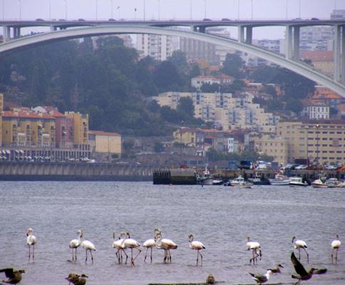 Porto Arrabida Gaia, Big Comfortable, 4Or6 Pax, Ground Floor Vila Nova de Gaia Exterior foto